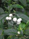 Cestrum nocturnum