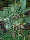 Chamaedorea metallica