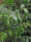 Chamaedorea oblongata