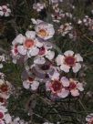 Chamelaucium uncinatum