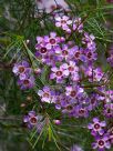 Chamelaucium uncinatum