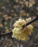 Chimonanthus praecox