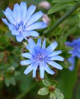 Cichorium intybus