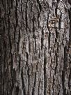 Cinnamomum camphora