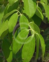 Cinnamomum verum