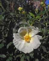 Cistus ladanifer petiolatus Bennett's White