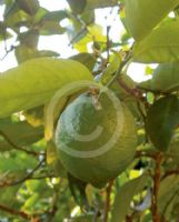 Citrus latifolia