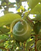 Citrus latifolia