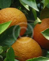 Citrus sinensis