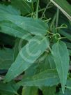 Clematis aristata
