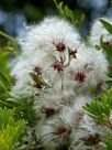 Clematis aristata