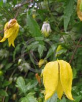 Clematis tangutica