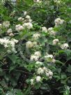 Clematis vitalba