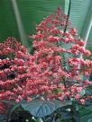 Clerodendrum paniculatum