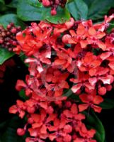 Clerodendrum splendens