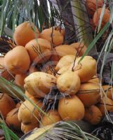 Cocos nucifera