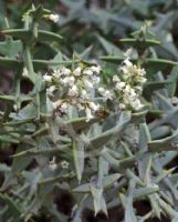 Colletia paradoxa