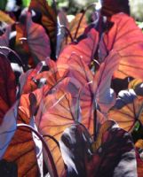 Colocasia esculenta Black Magic