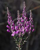 Comesperma ericinum