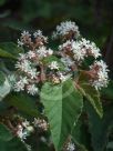 Androcalva fraseri
