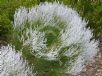 Conospermum stoechadis