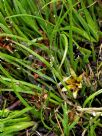 Conostylis seorsiflora