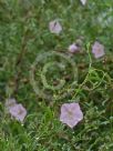 Convolvulus erubescens