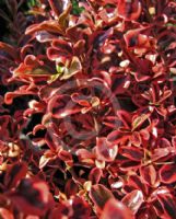 Coprosma Fire Burst