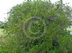Coprosma repens