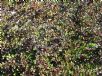 Coprosma Karo Red