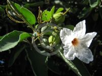 Cordia boissieri