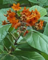 Cordia sebestena