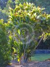 Cordyline fruticosa