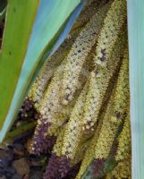 Cordyline indivisa