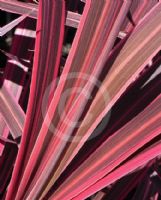 Cordyline Electric Pink