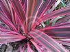 Cordyline Electric Pink