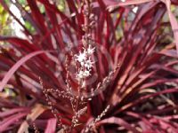 Cordyline Red Fountain