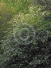 Cornus capitata