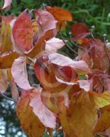 Cornus florida