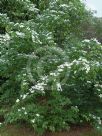 Cornus kousa