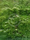Cornus kousa