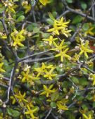 Corokia cotoneaster