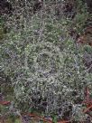 Corokia cotoneaster