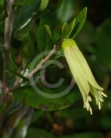 Correa glabra