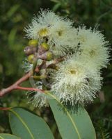 Corymbia eximia