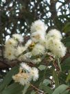 Corymbia eximia