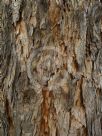 Corymbia eximia