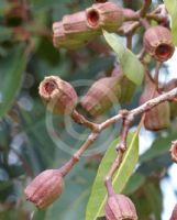 Corymbia ptychocarpa