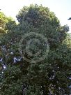 Corynocarpus laevigatus