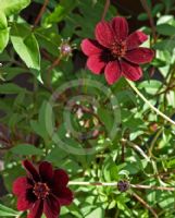 Cosmos atrosanguineus